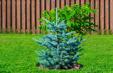 Blue spruce in south garden