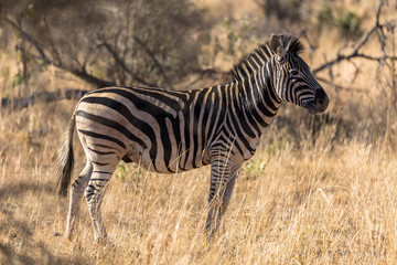 Fototapeta na wymiar Solitary zebra A solitary zebra is standing in the tall grass