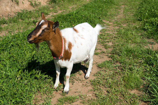 Brown white colored goat in the austrian alps.