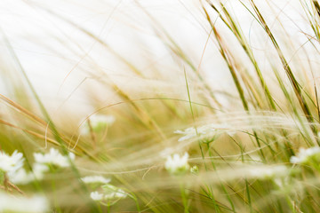 Stipa or Feather Grass with White Flowers, Windy and Blurry Background