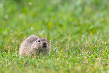 Naklejka na ściany i meble Funny Angry Ground Squirrel on a Short Grassy Field, Combat Squirrel