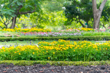 Yellow flower Field / Meadow with calendula flowerbed decoralate