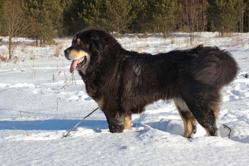 Female Tibetan mastiff on a snowy field on a sunny day