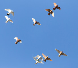 a flock of pigeons in the blue sky