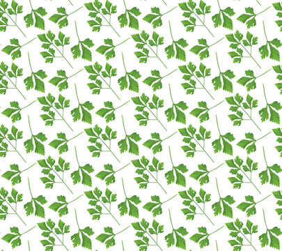 Realistic natural seamless pattern with green herb. Parsley branch and leaves on white background