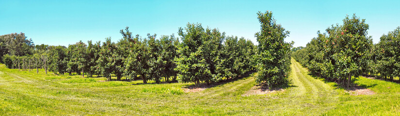 Obstplantage - Panorama