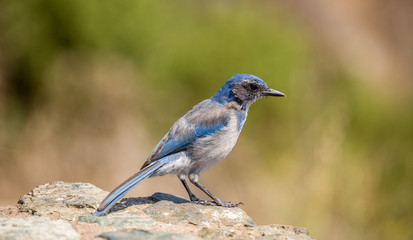 Western Scrub-Jay (Aphelocoma californica) perching on a rock. Big Sur, Monterey County, California, USA.
