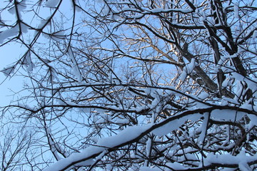 photo of a winter forest after a heavy snowfall in Russia, Bashkortostan