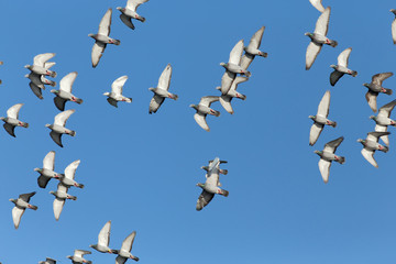 Sport carrier pigeons in flight