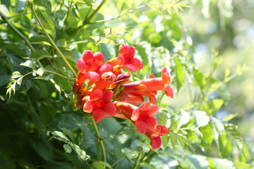 Tecoma radicans flower