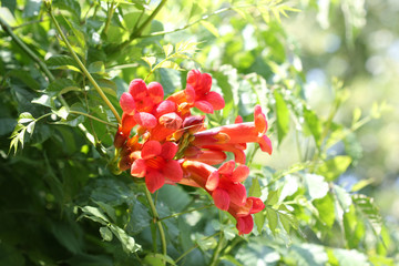 Tecoma radicans flower