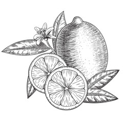 Vector hand drawn lime or lemon. Whole , sliced pieces half, leave sketch. Fruit engraved style illustration. Detailed citrus drawing. Great for water, detox drink, natural cosmetics