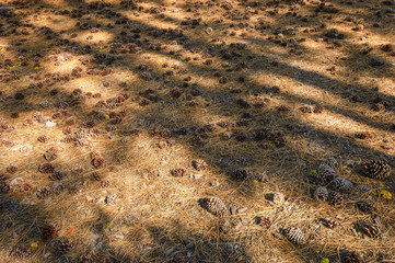 Lassen Volcanic National Park