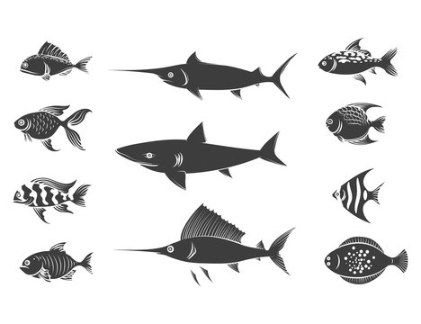 Grey fish silhouettes set isolated on white background. Vector illustration