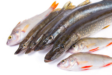 Raw fish. Pike and perch on white background.