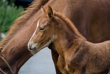 Fototapeta premium Foal and its mother