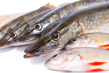 Raw fish. Pike and perch on white background.