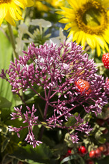 handmade  beautiful bouquets from flowers and herbs