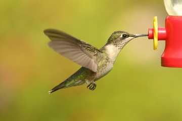 Ruby-throated Hummingbird (archilochus colubris)