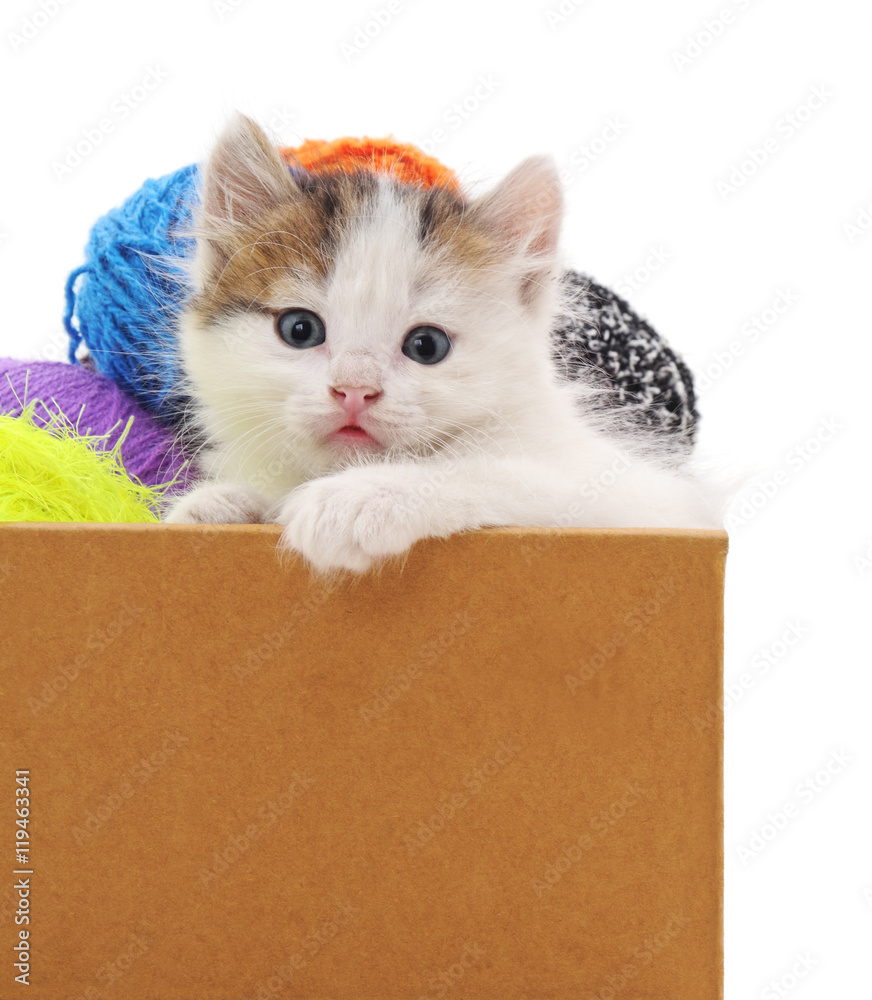 Wall mural kitten and colorful balls in the box.