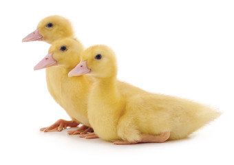 Three yellow ducklings.
