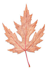gray autumn maple leaf isolated on white background