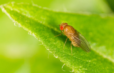 fly on a green leaf