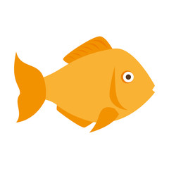 fish marine animal