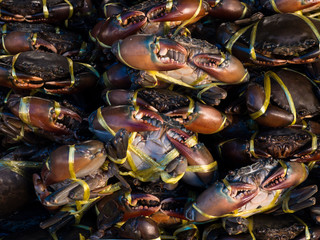 crab sea at market