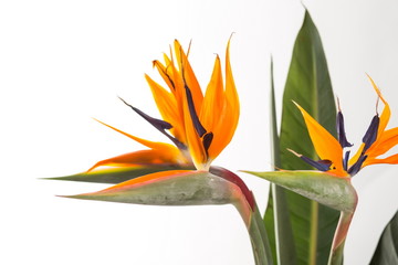 Strelitzia