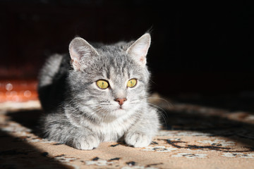 gray cat preparing to attack