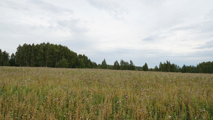 Obraz premium meadow