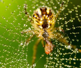water droplets on a spider web with spider in nature