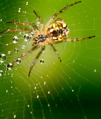 water droplets on a spider web with spider in nature