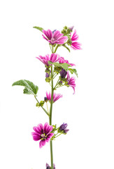 Fototapeta na wymiar lilac flower on a white background