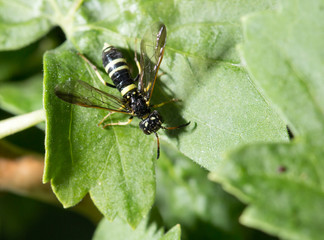 wasp on a green leaf