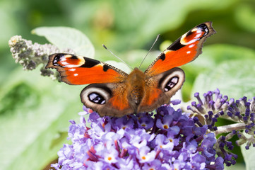 European Peacock butterfly on Buddleia flower