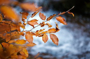 Branch yellow autumn leaves hanging over mountain river with blue water