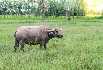 Buffalo of Farmer in Thailan