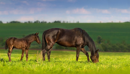 Mare with little cute foal on pasture