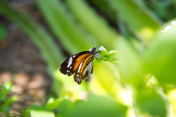 Butterfly on flower (Common tiger butterfly)