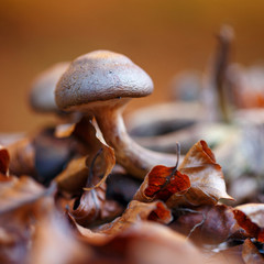 mushroom in dry autumn leaves closeup