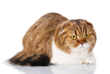Scottish Fold cat lying on white background