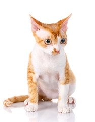 Orange devon rex cat with big ears on white background