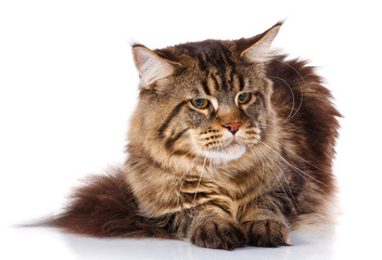 Maine Coon cat lying, isolated on white