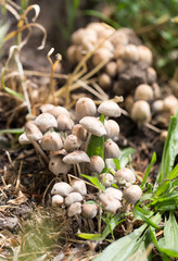 inedible mushrooms in nature