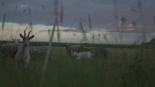 Flock of Sheep eating Grass on Field