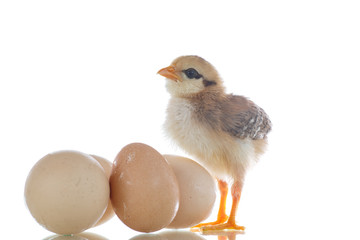 pretty cute chick with eggs