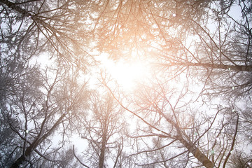 tree sky branch in the forest winter