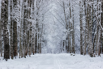 Fototapeta premium winter forest covered snow